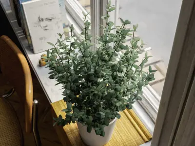  Young Eucalyptus Plant Potted Plant Model 