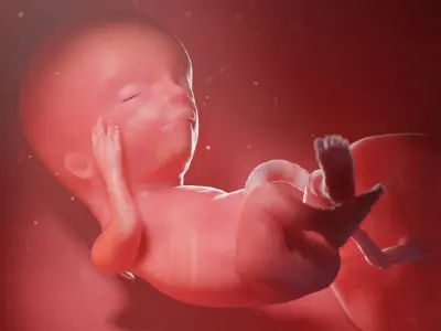Fetus Week 13 Animated 3D model