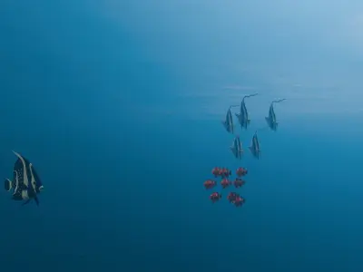 Ocean underwater scene setup 3D Model 3D model
