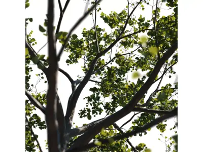Alder Tree 01 Free 3D model