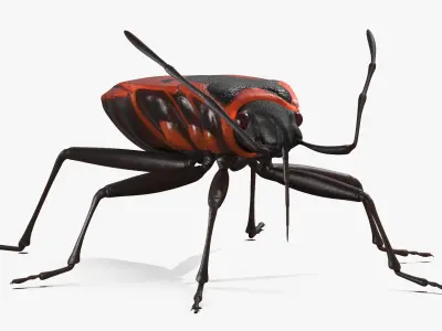  Firebug Pyrrhocoris Apterus Insect Red Black 