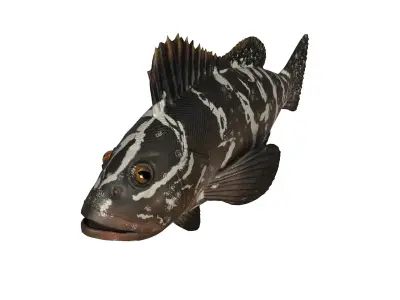 FISH MODEL Low-poly 3D model