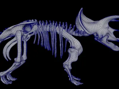 Triceratops dinosaur skeleton 3D model