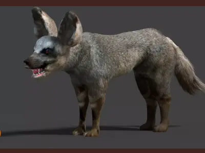 bat eared fox 3D model