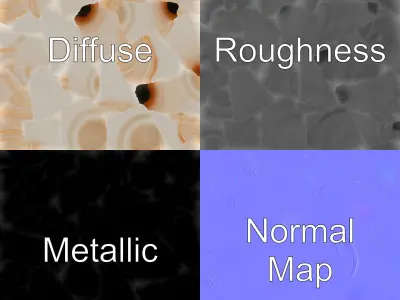 Scalloped Seashell Natural Color model pack Low-poly 3D model