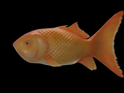 Golden Fish Low-poly 3D model
