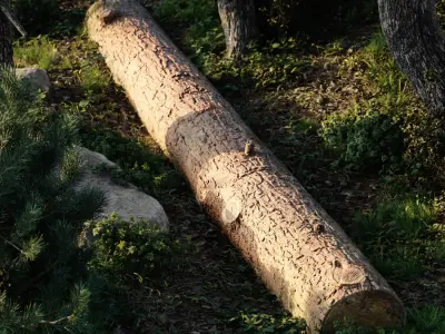 Straight Fresh Log Model 