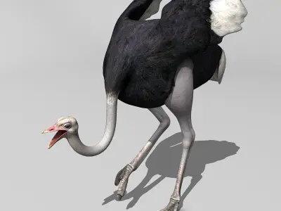 Ostrich 3D model get