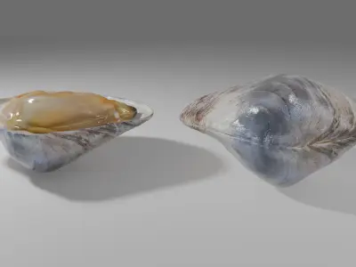Clam Model 3D model