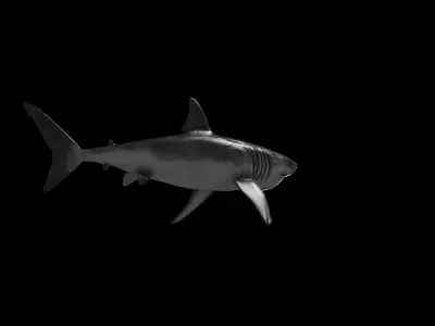 Great White Shark Low-poly 3D model 13