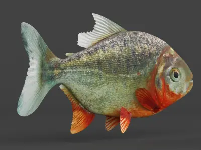 Piranha 3D model purchase