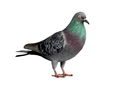 Pigeon Bird Low-poly 3D model