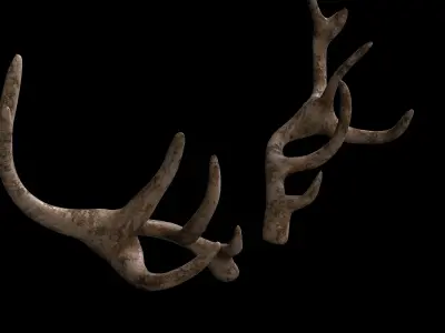 antlers horns 02 3D model