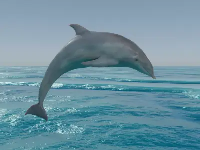 Dolphin Low-poly 3D model purchase