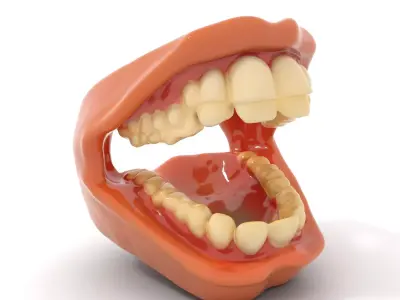 Realistic Dental Model Pack Low-poly 3D model
