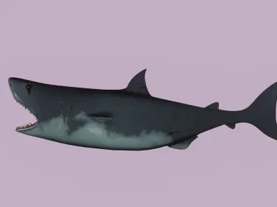 Shark - lowpoly model Low-poly 3D model