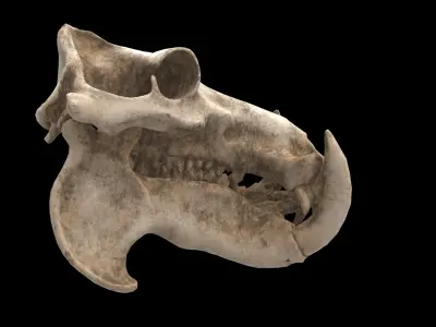 hippopotamus skull 3D model