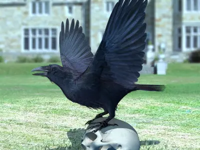 Common Raven - rigged - animated 3D model