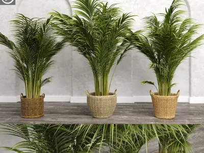 Areca Palm Trees (+GrowFX) 3D model