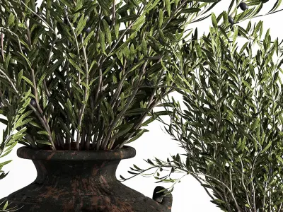 Olive plant In Antique Clay Vessels And Indoor Plant Set 07 3D model