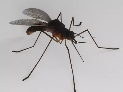 Mosquito 3D model get