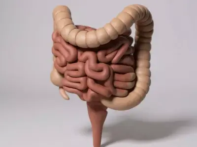 Human anatomy collection pack 3D print model