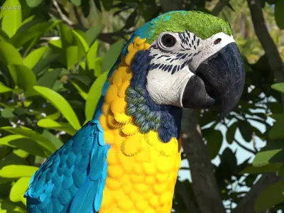 Blue and Yellow Macaw Head 3D model