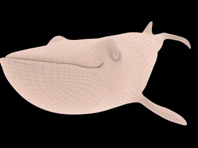 Whale RIG 3D model
