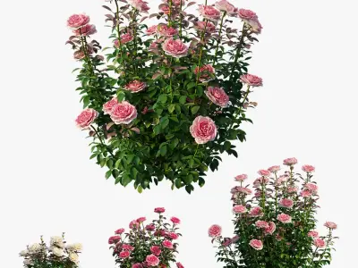 Rose plant set 211 3D model