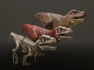 Tyrannosaurus Rex Walk  Body  Eyes Only No MusclesScene Low-poly 3D model