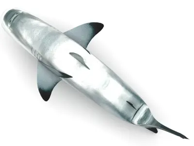 Shark 3D model