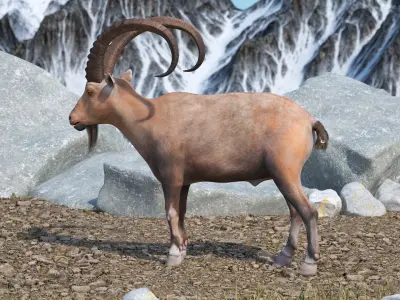 Alpine Ibex Stand Pose 3D model