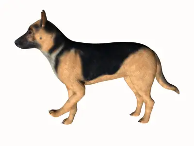 German Shepherd Low-poly 3D model