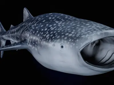  Whale Shark PBR 