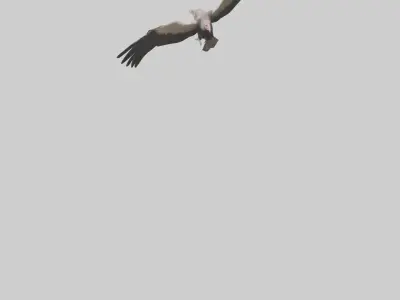 LappetFaced Vulture flying model Low-poly 3D model