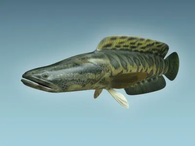 Snake Head 3D model buy