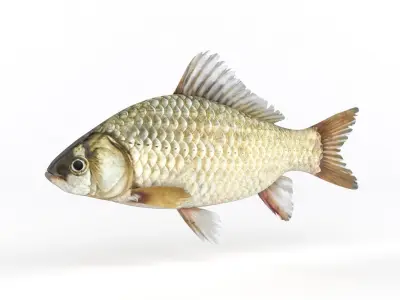 Fish Crucian Carp 3D model