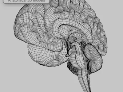 BRAIN Section MR 3D model