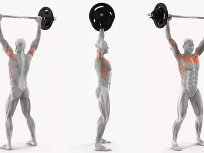 Muscular System Anatomy Shoulder Press 3D model purchase