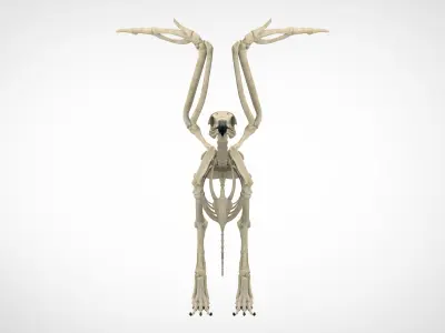 Griffin Skeleton 3D model