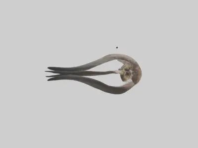 Falcon Stomach 3D model
