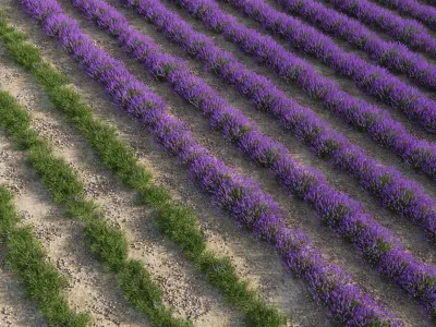  Lavender Field (+GrowFX) 