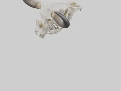 Bison Skull Skeleton model 2 3D model