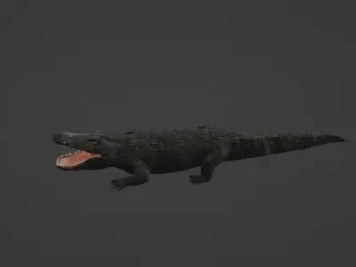 Crocodile Low-poly 3D model get