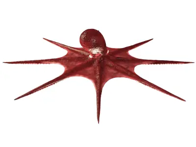 Octopus 3D model 3