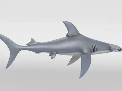 Hammerhead Shark 3D model shop