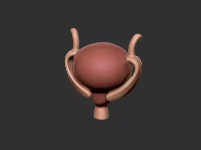 bladder human anatomy organ 3D print model