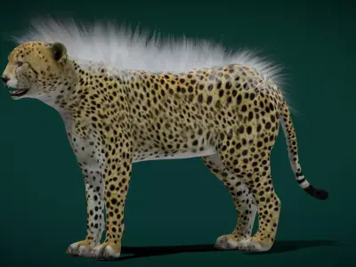 Young Cheetah Animal Free 3D model