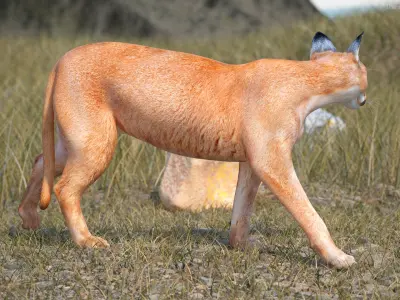 Caracal Rigged for Maya 3D model