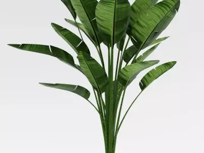Bird of Paradise Plant Model - Strelitzia Nicolai Regel 3D model